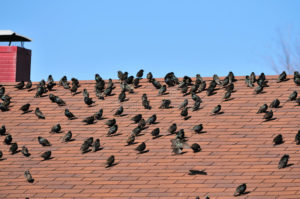 Roofing: Birds & Potential Damages, austin roofing contractors