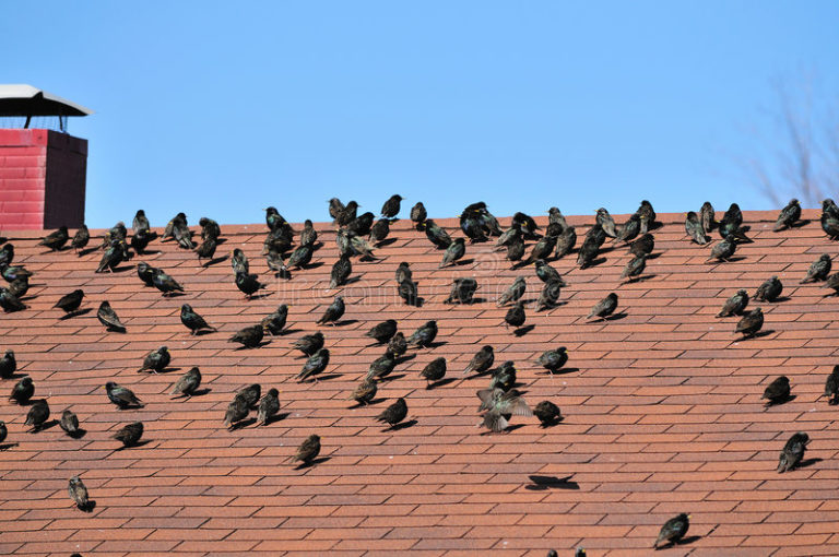 Roofing Birds & Potential Damages